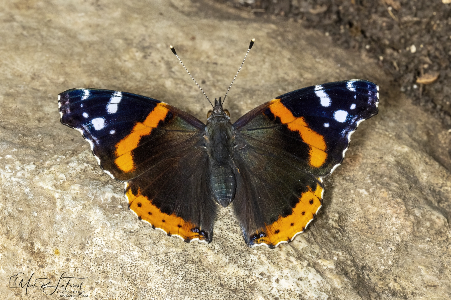 Red Admiral Butterfly, Austin, Texas